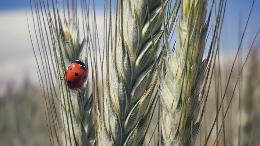 lady bug sitting on a tall green wheat plant