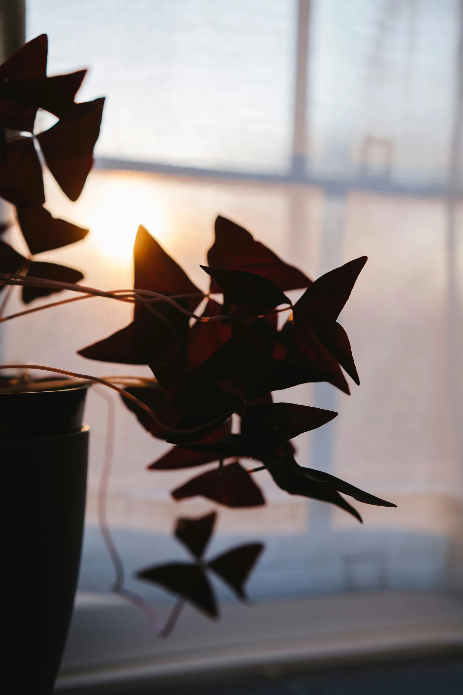 this plant is on a window sill near the sun