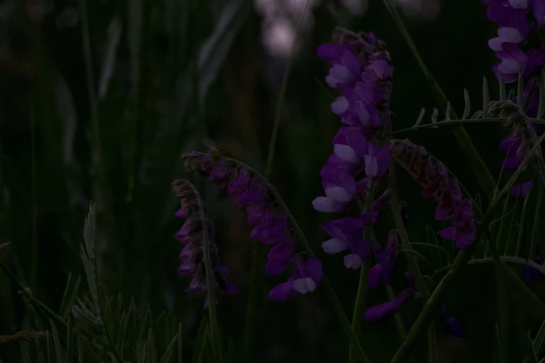 flowers on the field near a tree