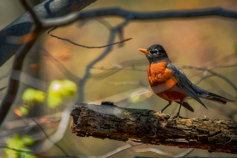 an orange and grey bird with a black nose sitting on a nch