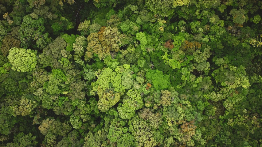 a view of green trees and leaves from above