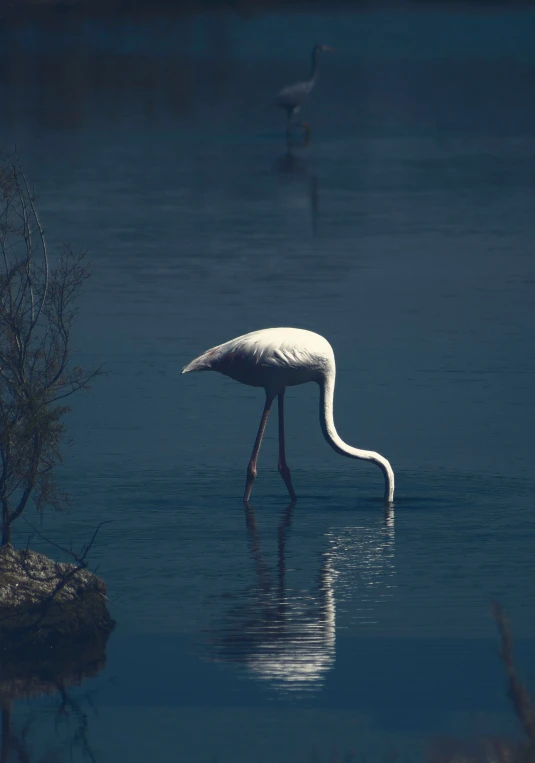 a large white bird standing in the middle of a lake