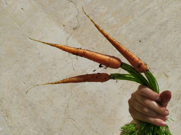 a close up of a person holding a group of carrots