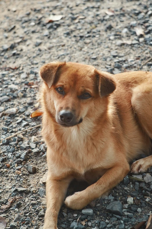 a brown dog laying on top of a rock covered beach