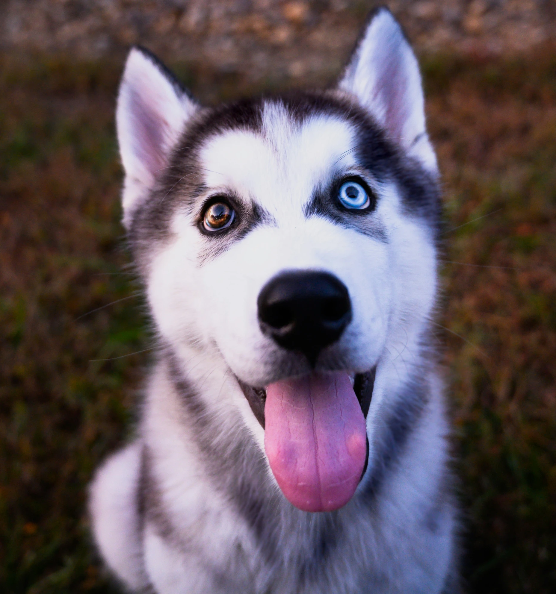 a husky is looking up at the camera