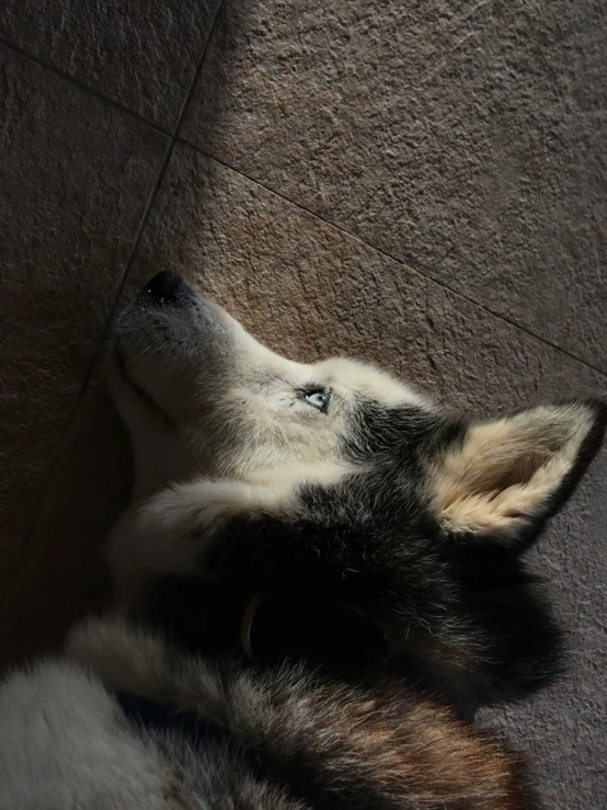 the dog is laying on the floor with his head up