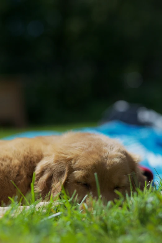 a brown dog laying on top of a lush green field