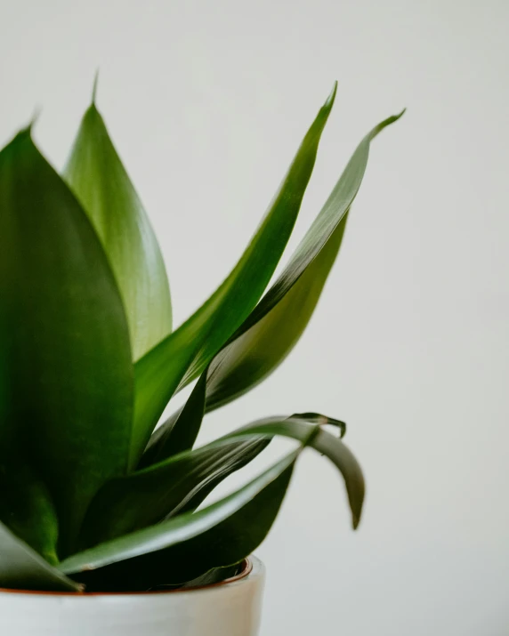 a plant that is sitting in a pot