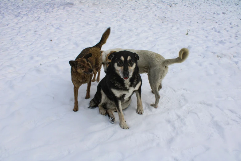 three dogs are standing in the snow together