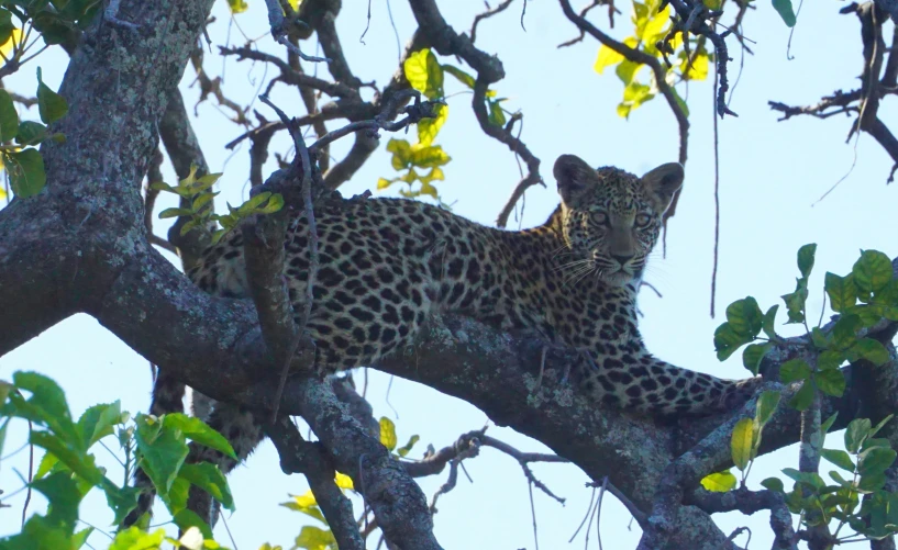 the leopard is lying on a nch in the tree