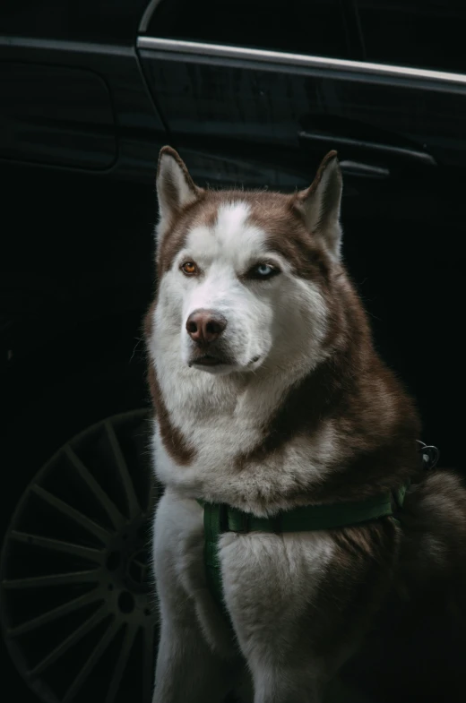 a husky with a green leash on his neck and white fur