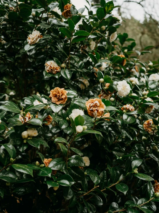 a bunch of flowers are blooming next to some trees