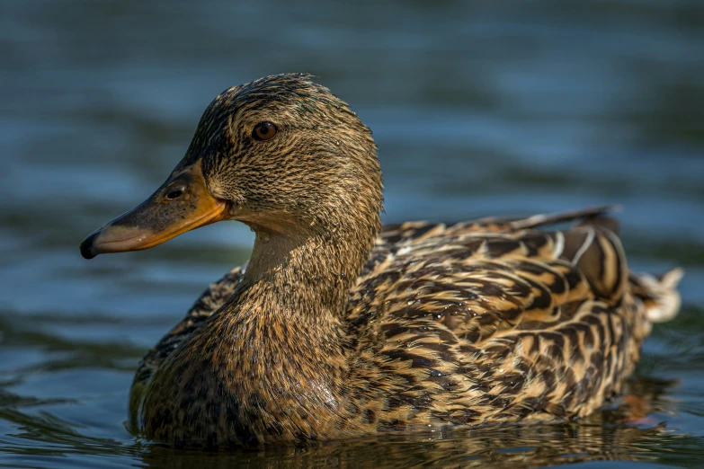 a duck floating on top of a body of water