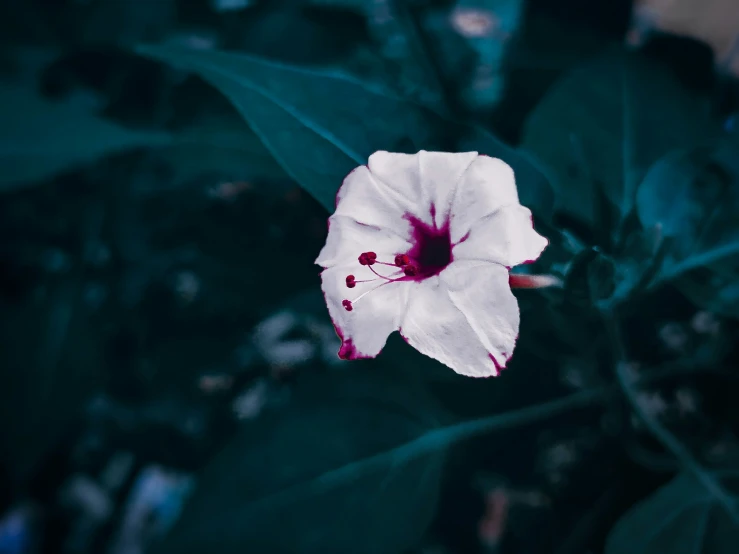 a closeup of a white flower with a green leaves