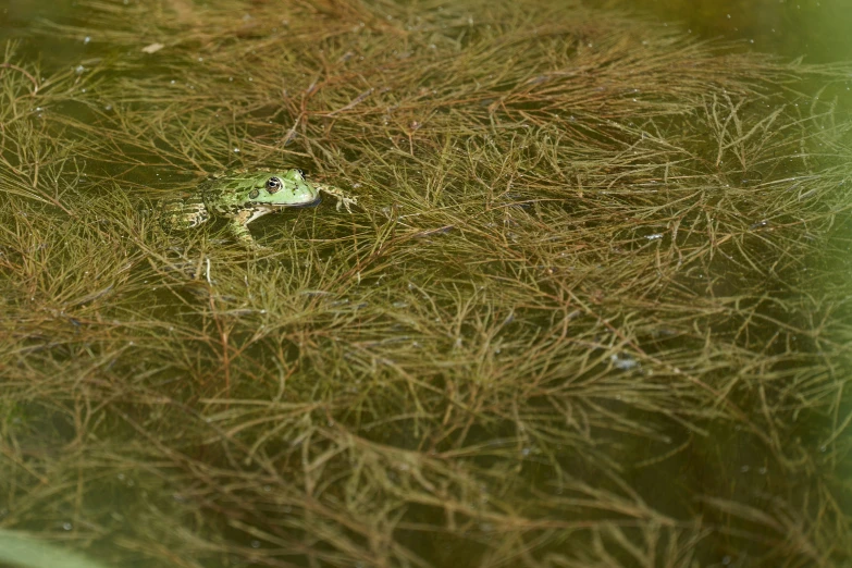 a frog is hiding in water on a patch of grass