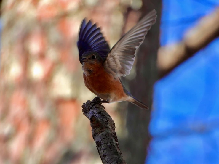 a bird with a blue tail and white wing, perches on a thin nch