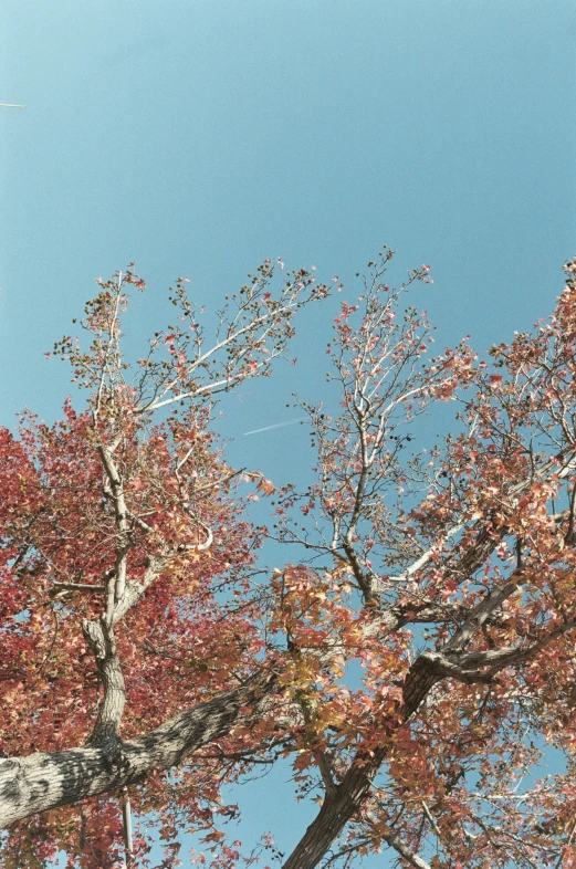 the nches of an oak tree are red and green