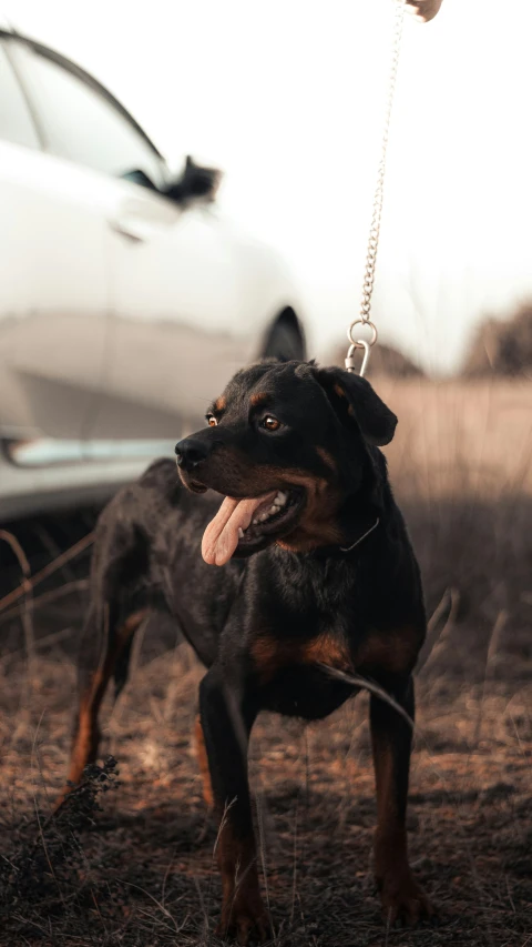 a black and brown dog is tied to a chain