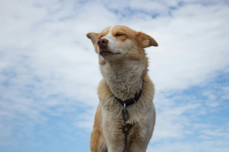 a tan and white dog is sitting in the air