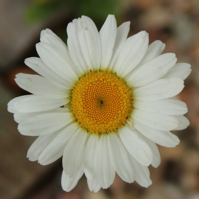 a large white and yellow flower has brown dots on its center