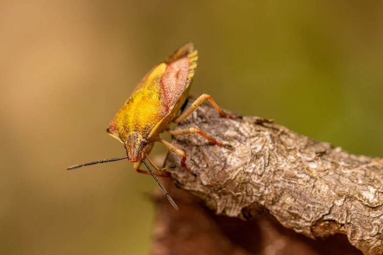 a yellow and red insect sitting on top of a tree