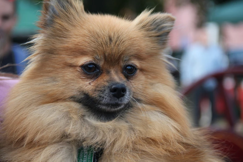 a small dog sits in the middle of the group