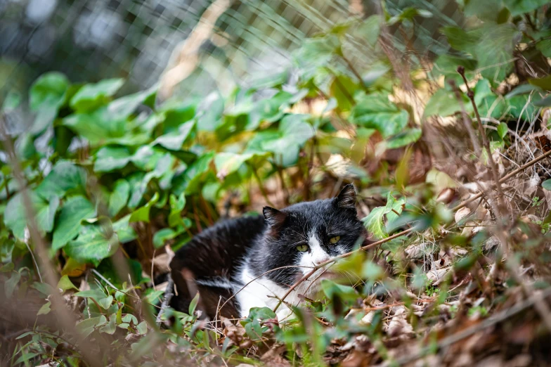 a black and white cat laying in a forest