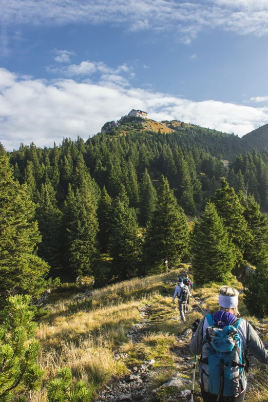 people hiking uphill through the tall green trees