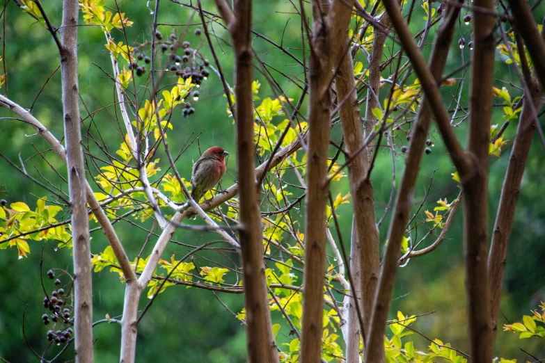 a bird sitting on top of a leaf filled tree