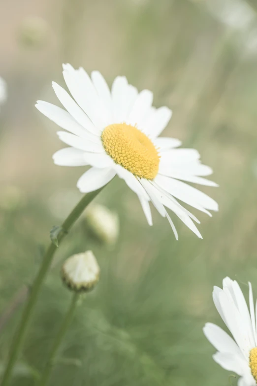 three daisies in the foreground, one with yellow center