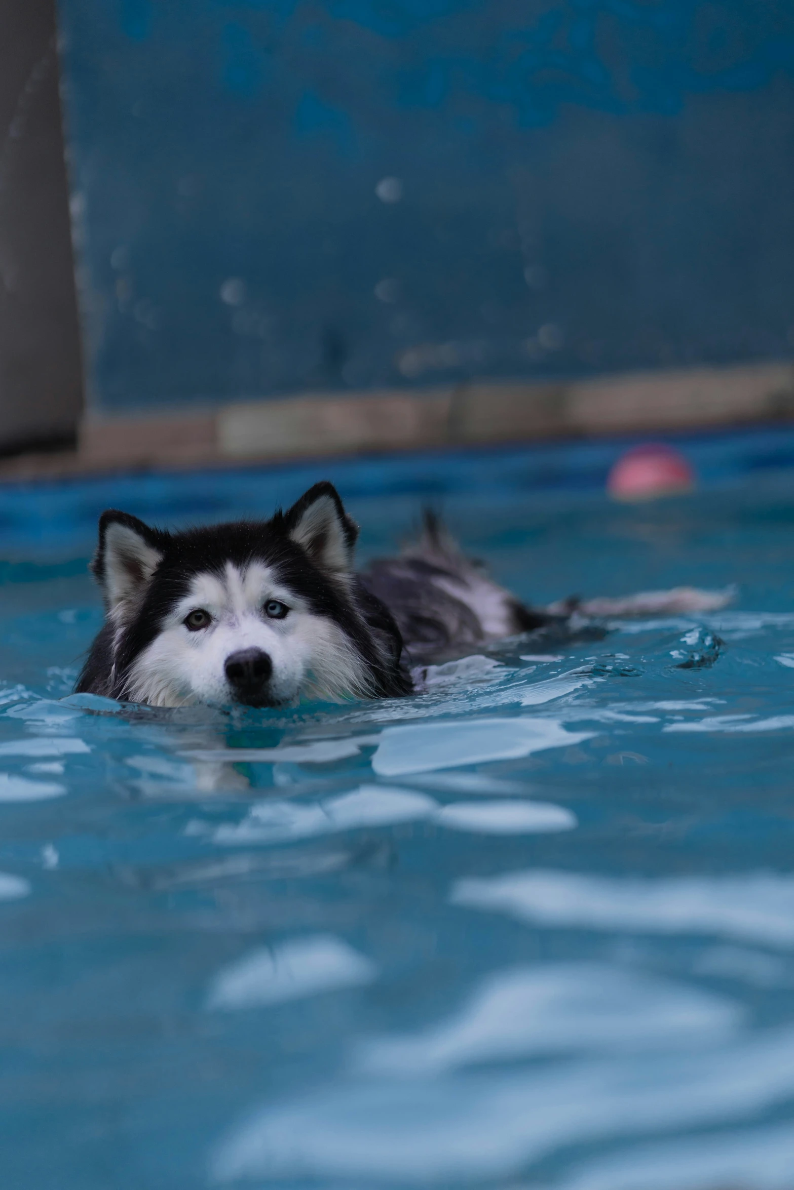 the dog is enjoying the swim in the pool