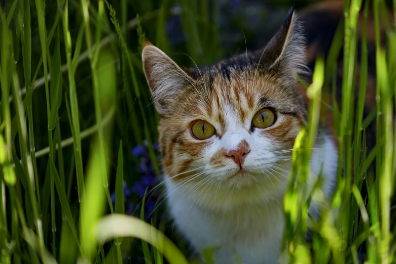 the orange and white cat is sitting in the grass