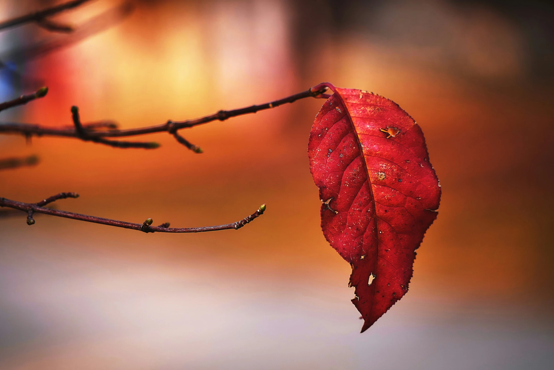 a dead leaf on a tree nch