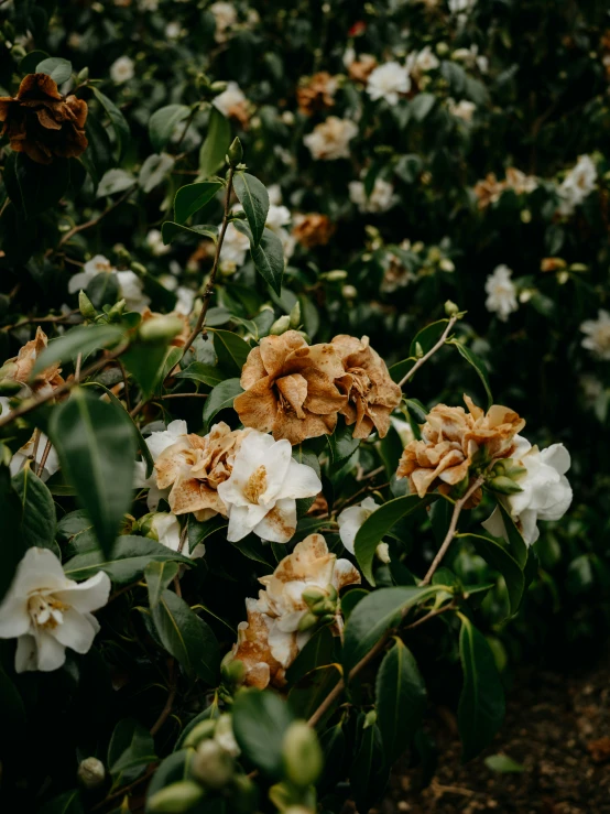 a flower filled area with lots of flowers growing on it