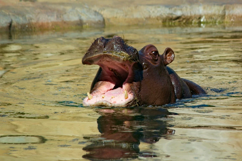 a hippopotamus in water, with its mouth open and it's tongue out