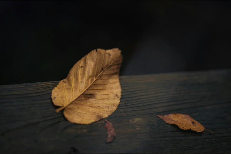 leaves that are sitting on the side of a wooden bench