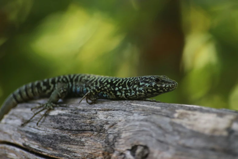 green and black lizard perched on top of a wooden post