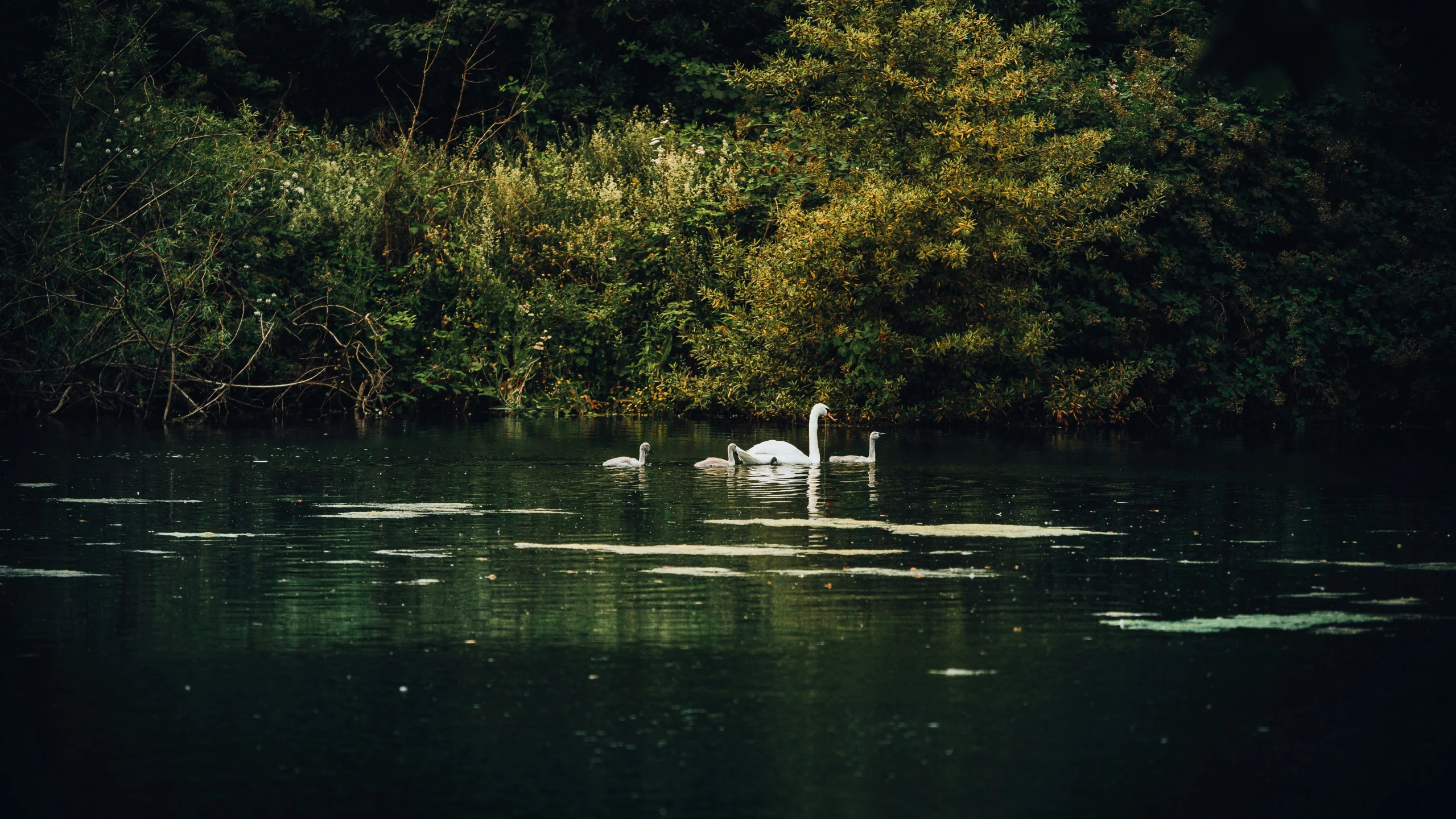 two swans swim in the water behind some trees