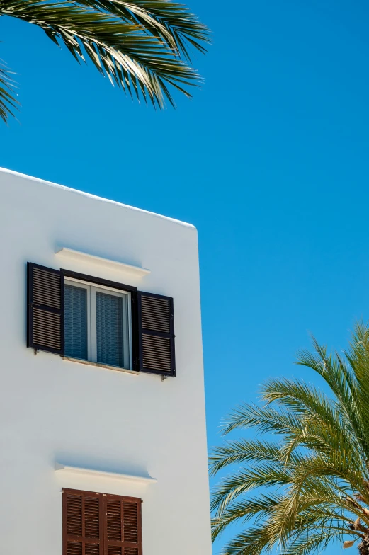 palm trees behind a white building with brown shutters