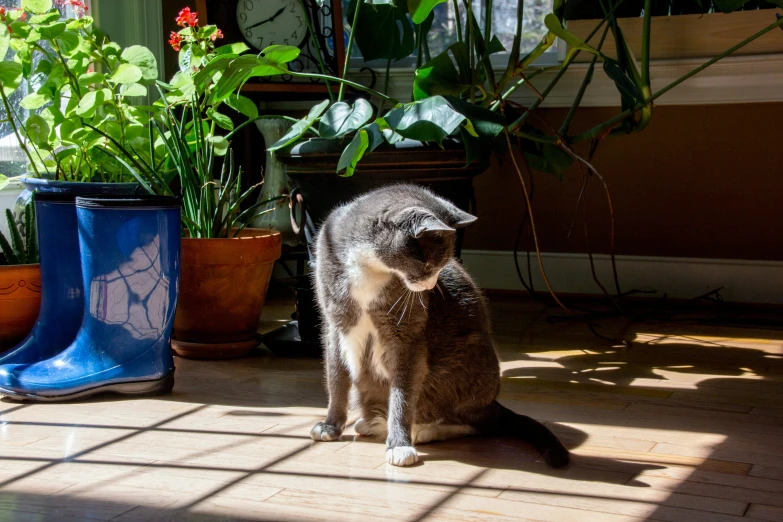 cat sniffing the sun on a deck outside of a house