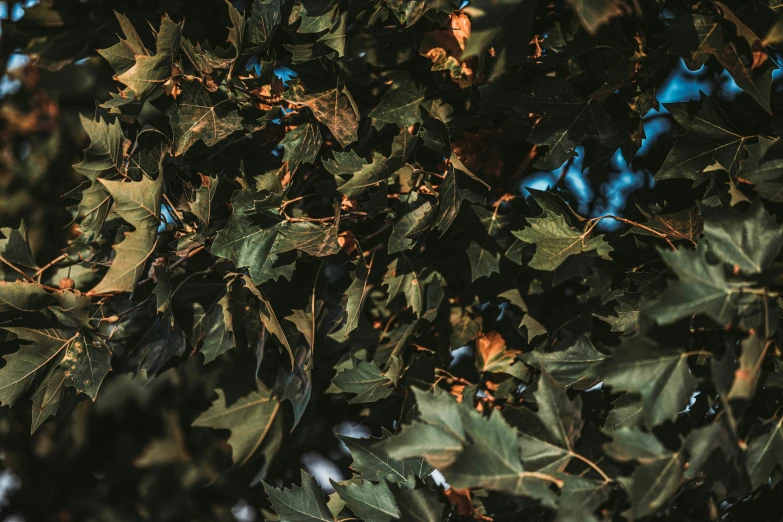 a leafy tree with berries in full fall leaves