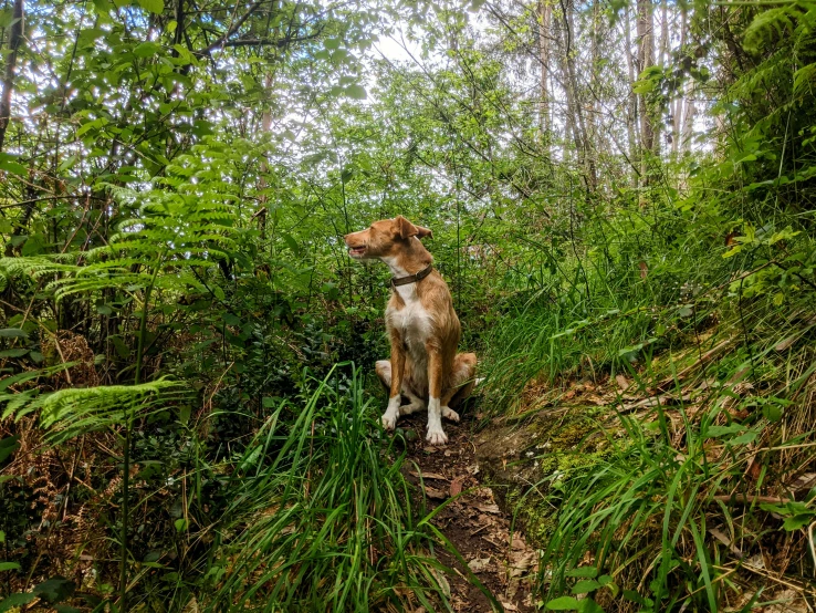 the dog is sitting in the forest among the tall green foliage