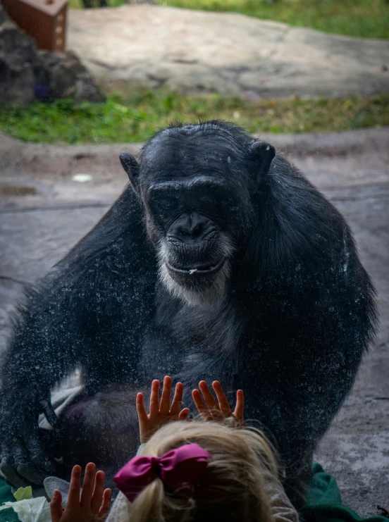 some children are looking at a gorilla outside