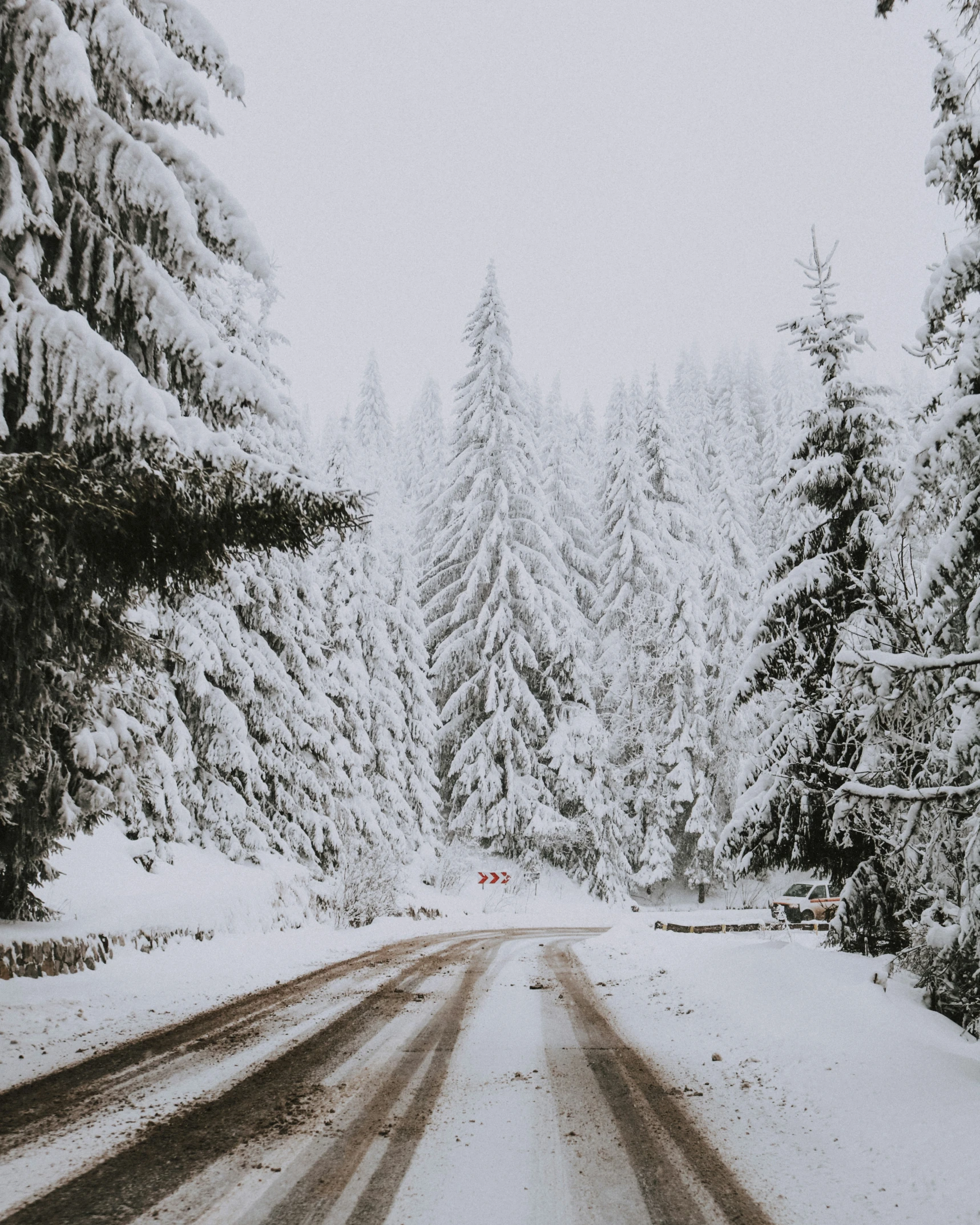 trees along side a snowy road that has some snow on it