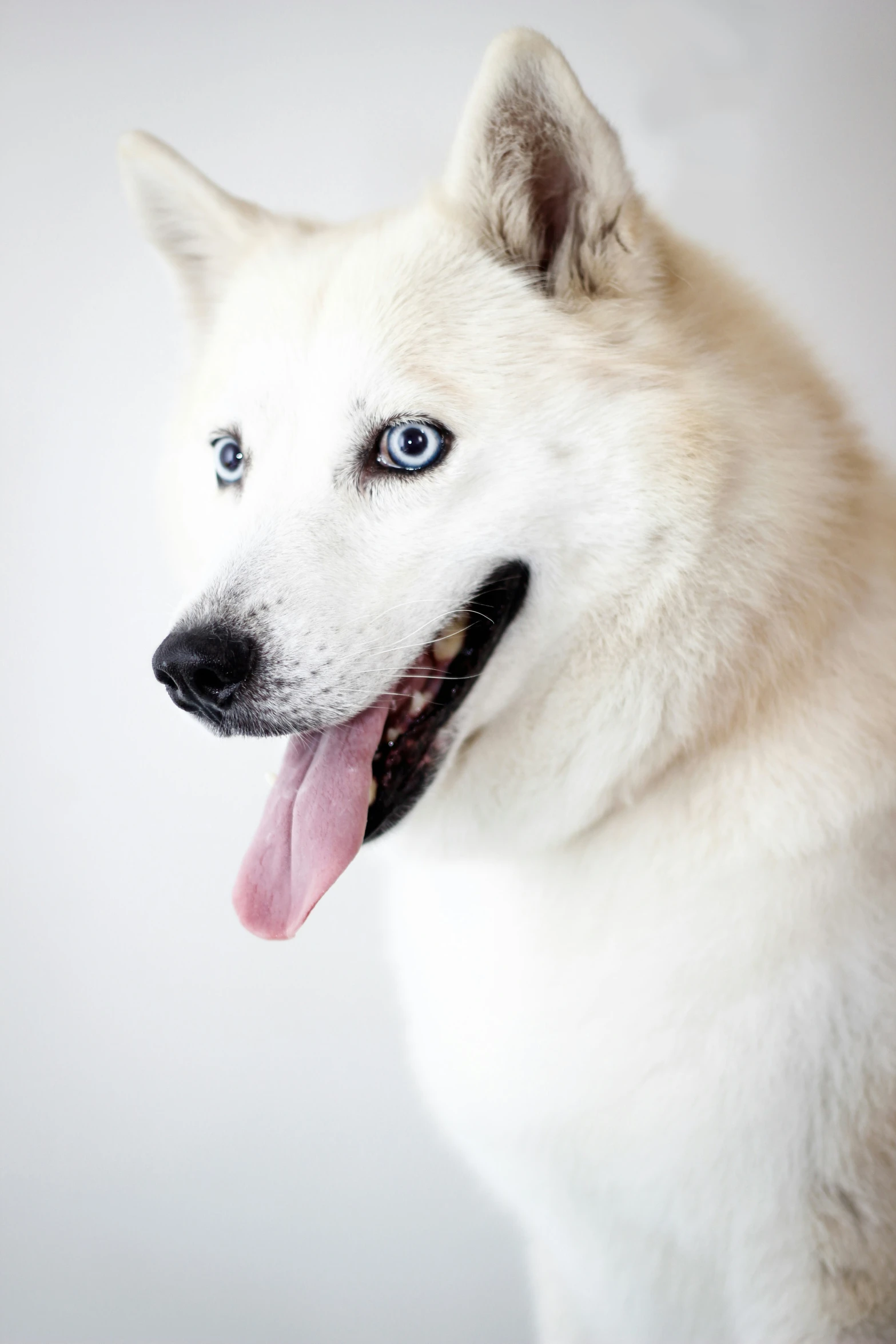 an adorable dog has big blue eyes and it is white