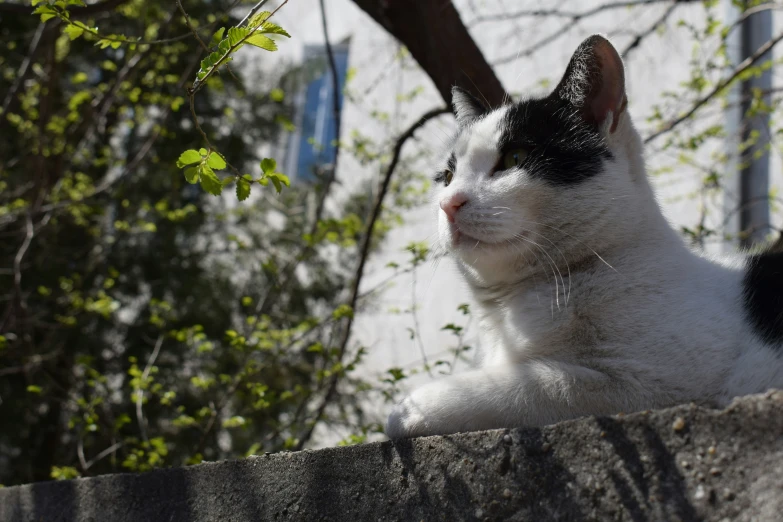 the cat looks intently while sitting outside