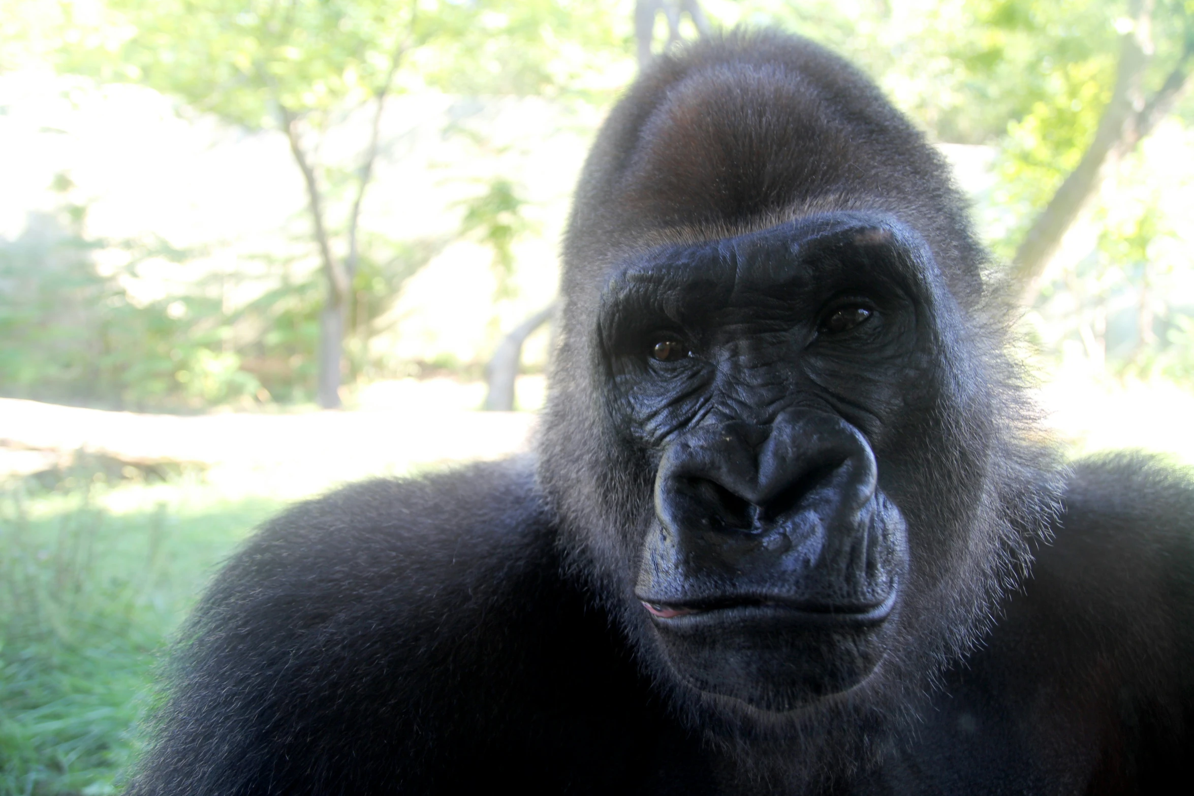 a big black gorilla with a sad look on his face