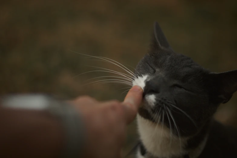 cat being held close with eye closed by person