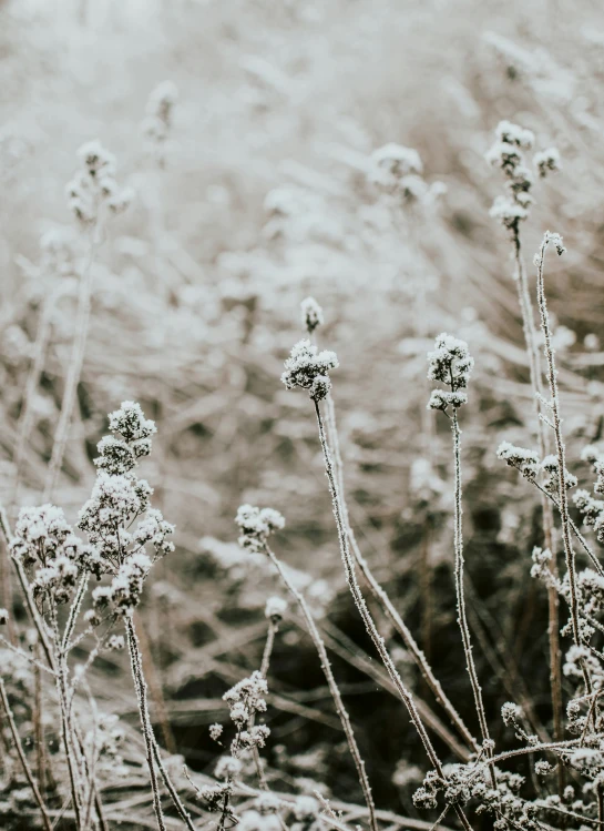 small white flowers stand next to grass