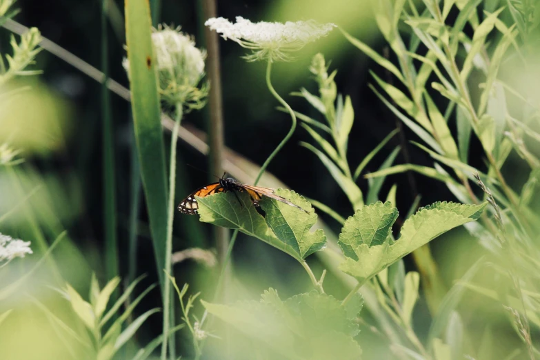 erfly on green plants with blurred background